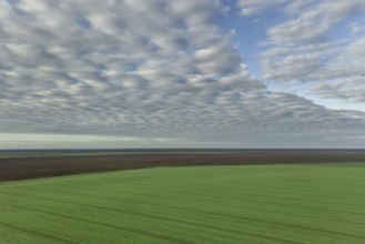 Aerial view Clouds over over green agricultural fields. Young wheat seedlings