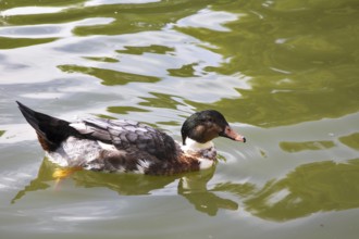 Duck float in charming lake in the Madrid park