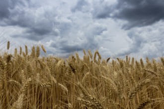 Storm clouds over wheat field