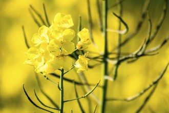 An image of a rape field spring background