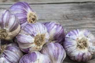 Garlic on wooden vintage background. Seedlings for planting garlic