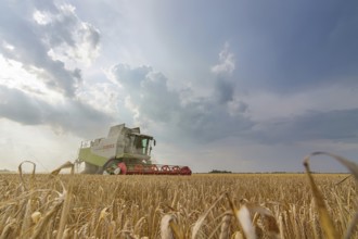 Combine harvesting a wheat field. Combine working the field
