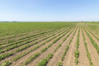 Green ripening soybean field. Rows of green soybeans. Soy plantation