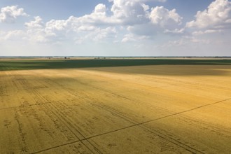 Areal view of crop fields in sunny summer day. Wheat Harvest