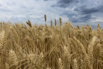 Storm clouds over wheat field