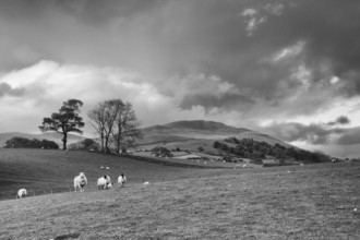 Green fields in the English countryside with grazing sheep and blue sky.Yorkshire Dales National