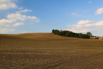 Island of trees in the middle field after harvest