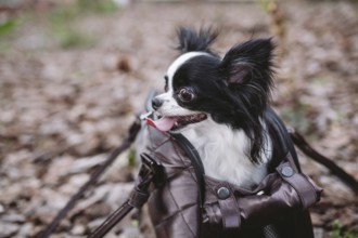 Pet Travel Carrier. Pet Carrier For Small Dog. Dog Carry Bag. Chihuahua and pet carry case.