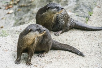 Cute oriental small-clawed otter image of. Shooting Location: Singapore
