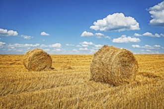 Two bales of wheat straw on harvested field