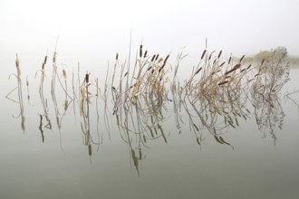 Lake landscape in mist, stems of reeds reflected in water