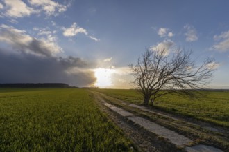 Field Field path with single tree and sunset