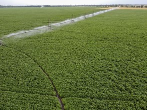 Large round field of soybeans with automatic watering, a system for watering crops