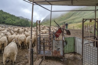 Sheep waiting to be milked during their transhumance at the Vallon de Magnabaigt, Ossau valley,
