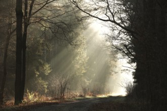 A path in the autumn forest during sunrise