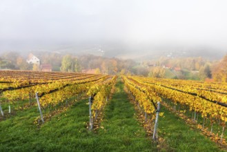 Autumn atmosphere with leaves changing colour, morning mist over vineyard and hilly landscape