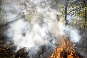 Photographic documentation of a forest fire in the autumn season