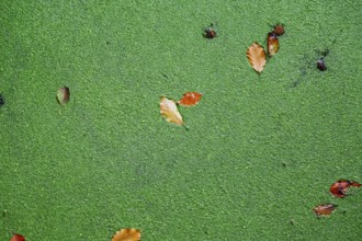Green duckweed covers small pond with autumn leaves