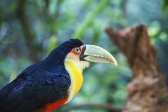 Large bird with bright plumage and huge beak. Toucan in American zoo of exotic tropical birds
