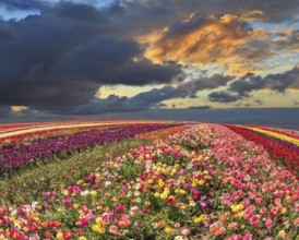 Spring thundercloud closes the sky. Buttercups blooming garden. Farmers field with flowers grown