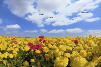 Spring in Israel. Picturesque large field of beautiful yellow buttercups ranunculus