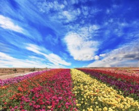 The field of buttercups /ranunculus/ on windy spring day. The flowers are brightly colored stripes