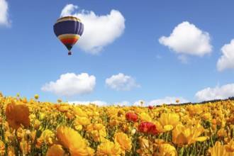 The blossoming fields of garden buttercups. Huge multicolored balloon flies slowly over the field.