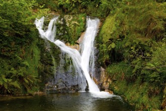 Germany. The Black Forest /Schwarzwald/ - famous forest in the center of Europe. Picturesque