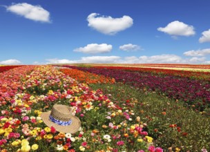 Field of multi-colored decorative buttercups Ranunculus Bloomingdale. Flowers planted with broad