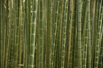 Background of a green stems of a japanese bamboo forest seen from the side, Osaka, Japan