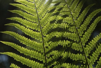 Fern leaf in the forest in spring.Alsace, France