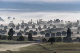 Great pasture landscape in the early morning in Matamata, North Island of New Zealand