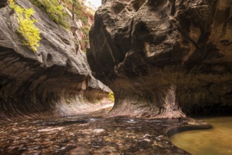 Magnificent Subway gorge landmark in the Zion National Park in Utah, USA