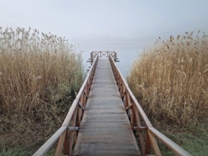Wooden dock extending into a foggy lake, flanked by tall, dry reeds. Serene and atmospheric scene