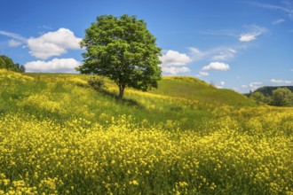 Landscape with a lonely tree in a yellow flowering meadow