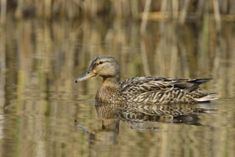 Mallard on a lake (Female) . Mallard female