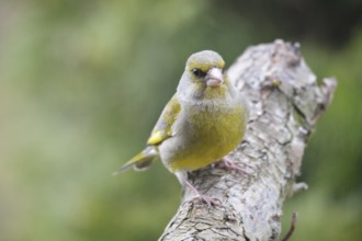 Greenfinch foraging for food. European greenfinch on a tree