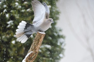 Collared dove on landing on a tree trunk