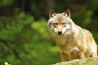 Wolf observes his surroundings