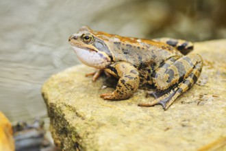 Grazing frog in the spring. Grass frog in the spring