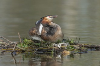 Great Crested Grebe (Podiceps cristatus) on its nest with two eggs. Bas-Rhin, Collectivite