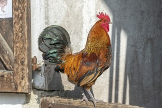 Rooster perched in a farmyard. AGF Educational Farm, Rhinau, Alsace, france