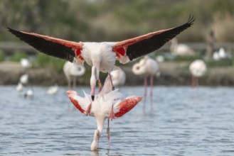 Greater Flamingo couple mating in courtship (Phoenicopterus roseus) in a swamp in spring. Saintes