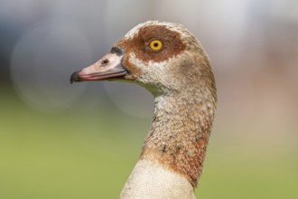 Egyptian goose (Alopochen aegyptiaca) portrait in a park. Bas-Rhin, Collectivite europeenne
