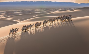 Caravan Camels in Gobi desert