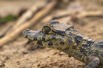 Caiman (Caimaninae), Crocodile (Alligatoridae), crocodile (Crocodylia), animal portrait, young
