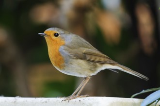 Side view of a robin in front of a blurred background