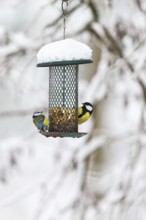 Blue tits and a Great tit at a bird feeding
