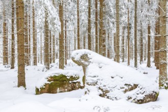 Spruce forest with snow in the winter and a rock