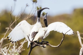 Australian White Ibis and nesting grounds at Coolart Wetlands and Homestead in Somers on a hot